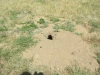 Another Prairie Dog Hole